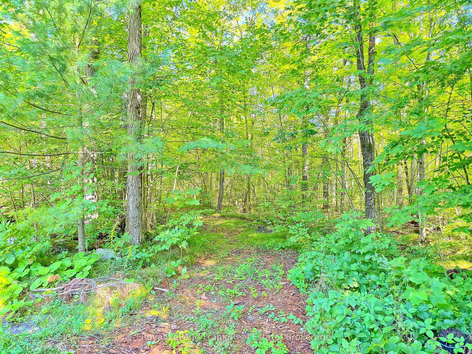 858 Mill Road • Madoc, ON photo 40
