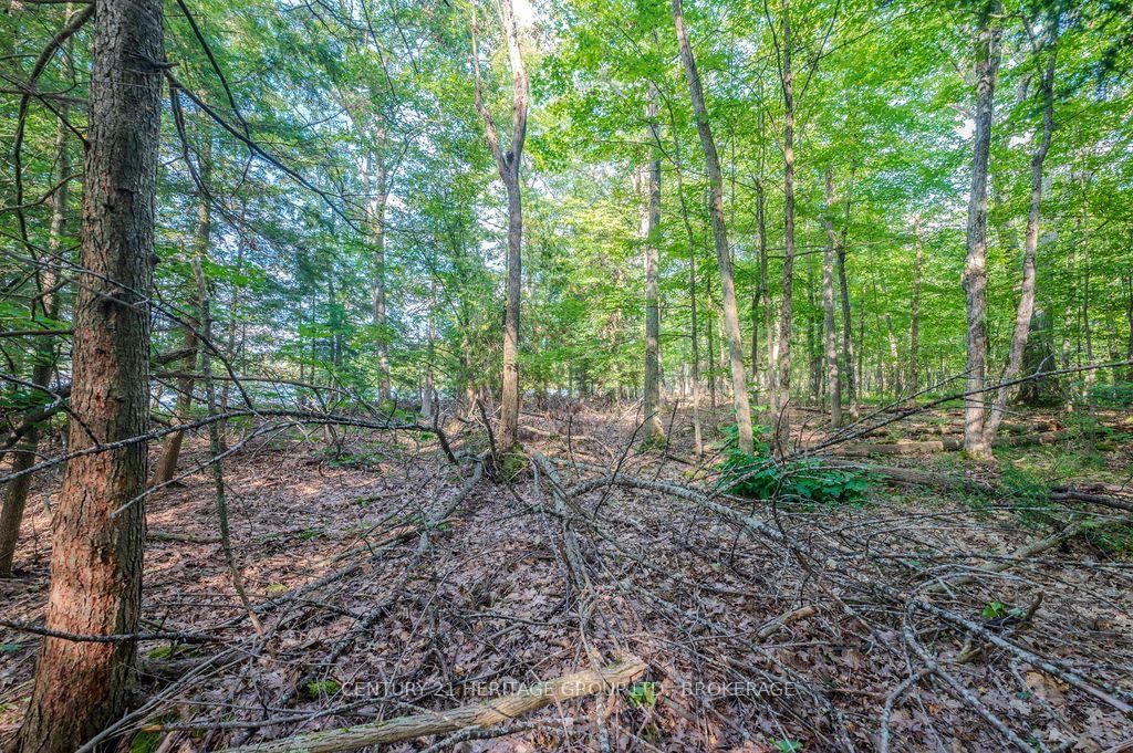 5243 Battersea Road • Battersea, ON photo 11