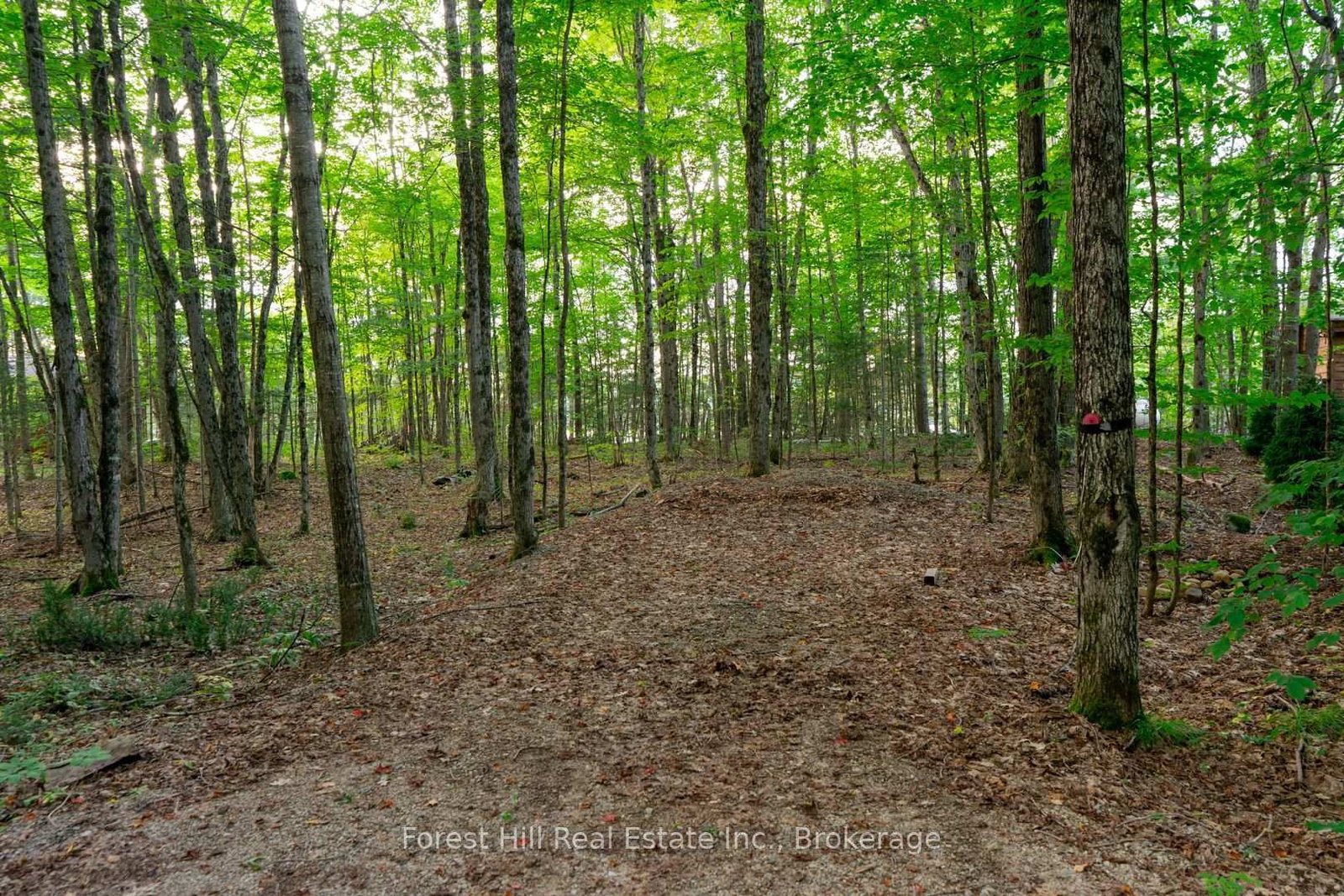 1155 Wolf Circle • Algonquin Highlands, ON photo 41