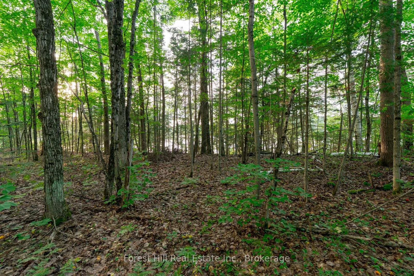 1155 Wolf Circle • Algonquin Highlands, ON photo 43