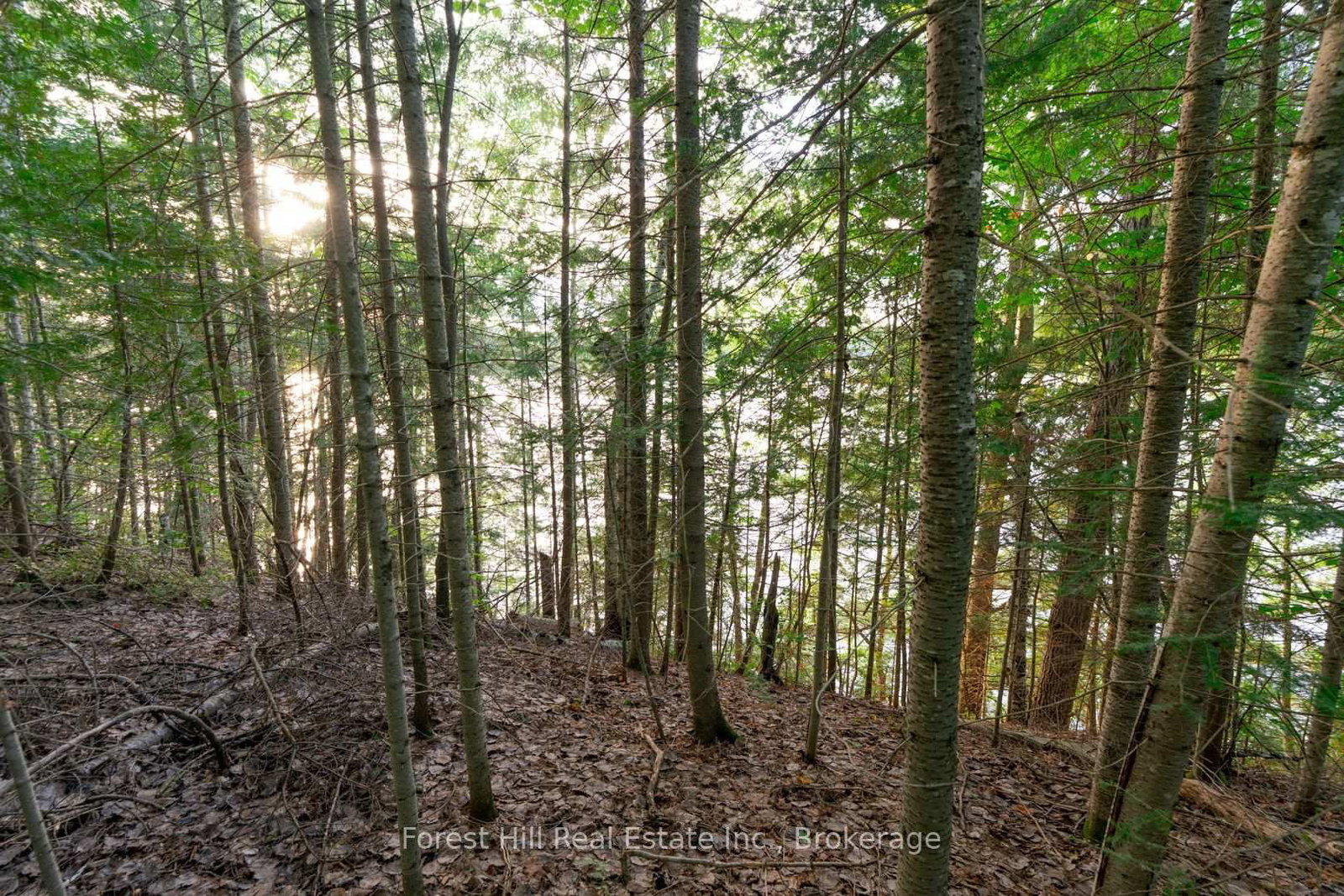 1155 Wolf Circle • Algonquin Highlands, ON photo 44