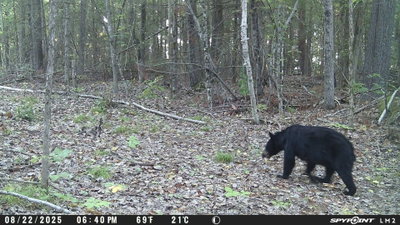 0 CRYSTAL LAKE Road • Trent Lakes, ON photo 9