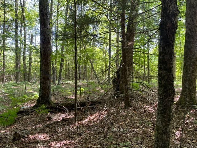 PT LT 15 CON 13 Alton Road • Minden Hills, ON photo 2