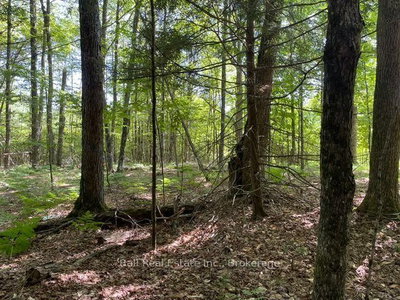 PT LT 15 CON 13 Alton Road • Minden Hills, ON photo 2