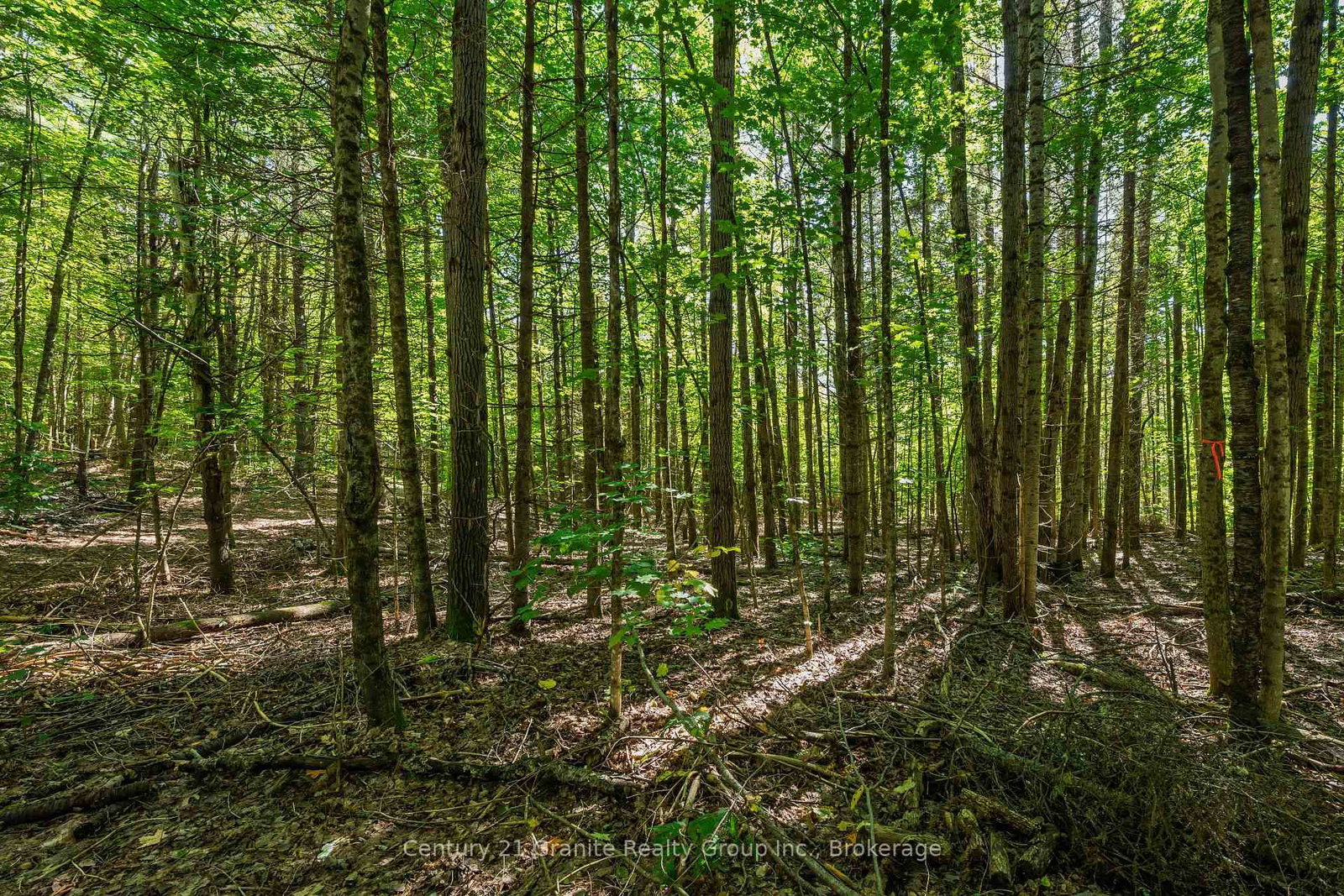 0 Irondale Road • Highlands East, ON photo 6