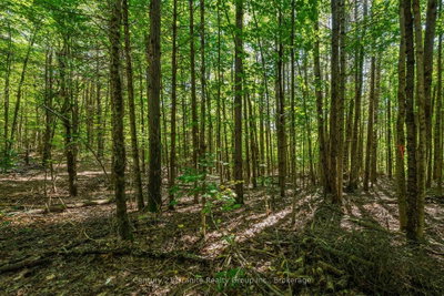 0 Irondale Road • Highlands East, ON photo 6