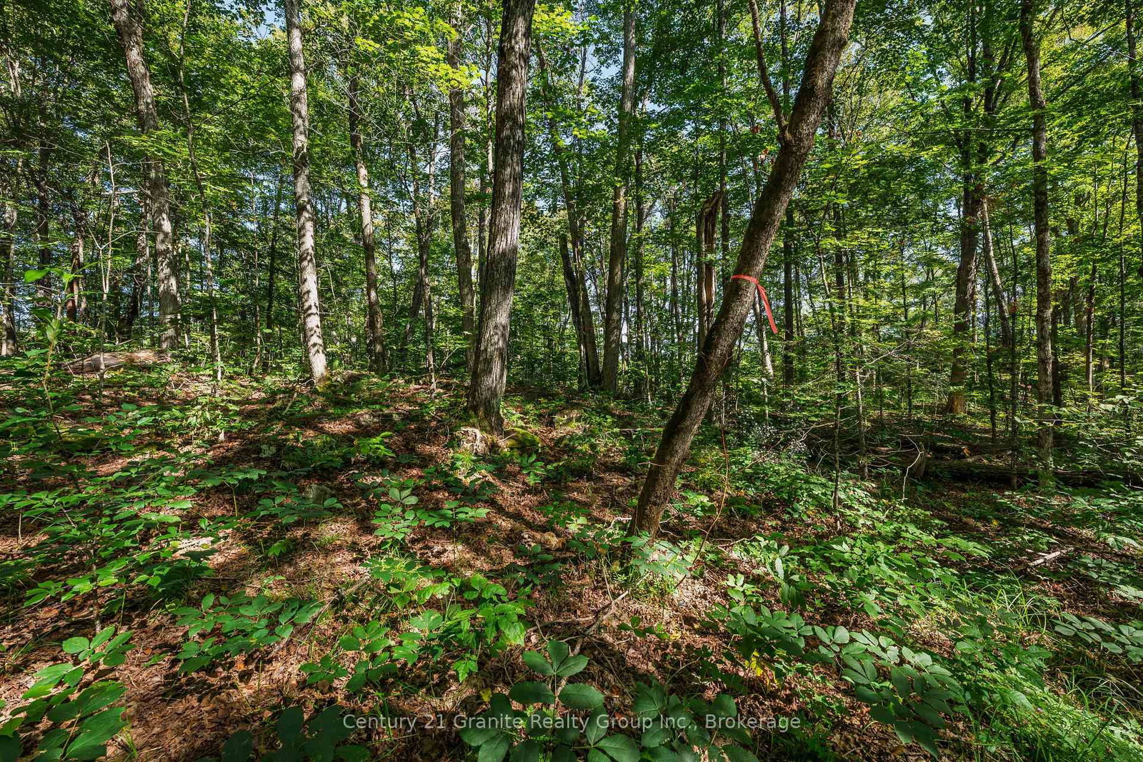 0 Irondale Road • Highlands East, ON photo 7