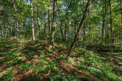 0 Irondale Road • Highlands East, ON photo 7
