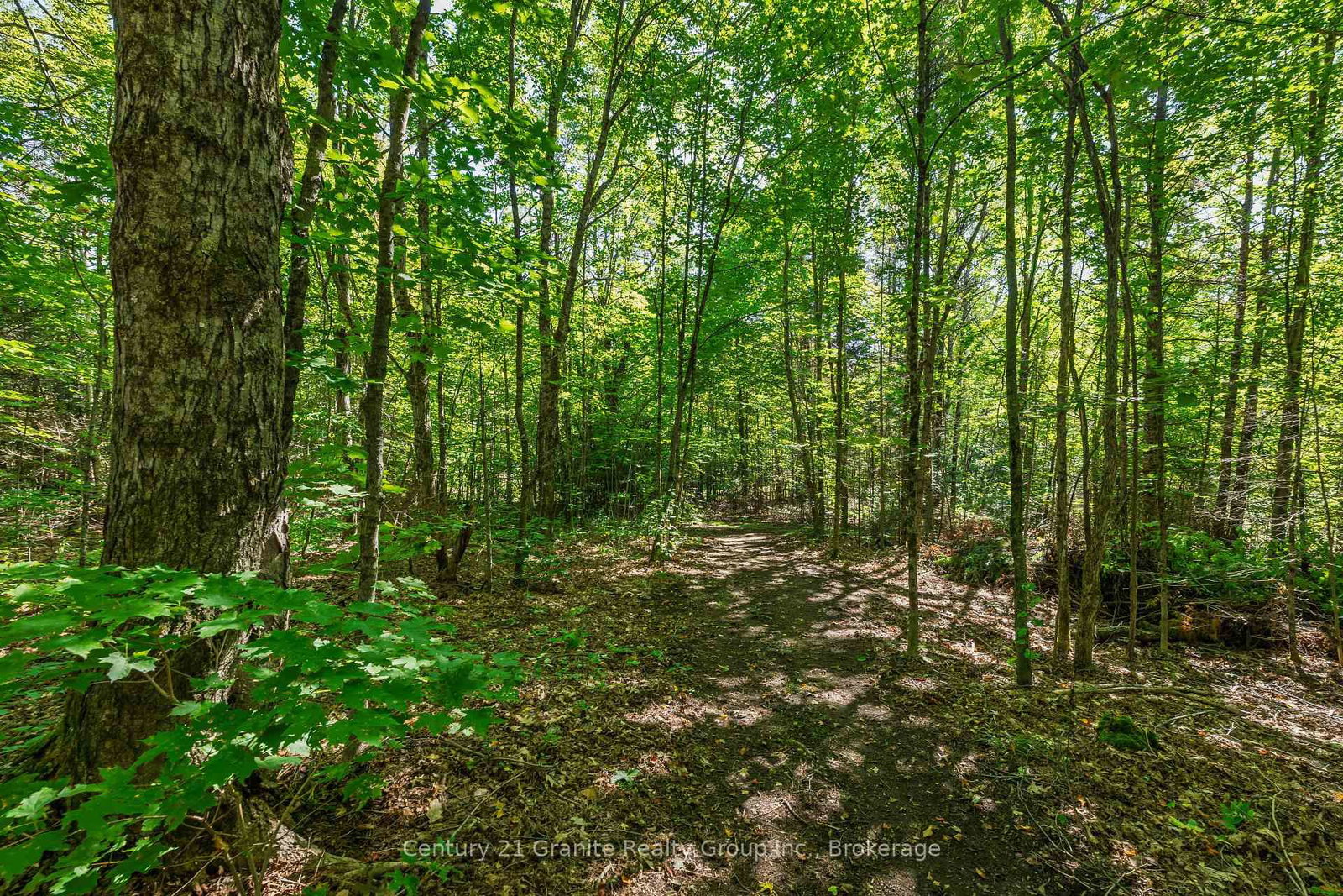 0 Irondale Road • Highlands East, ON photo 9