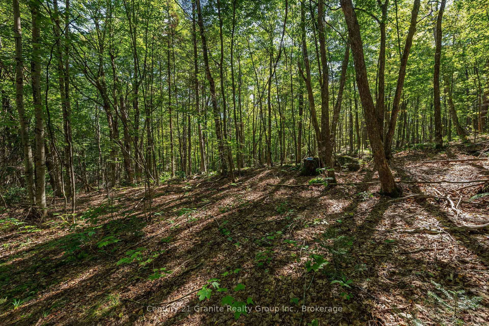 1961 Irondale Road • Highlands East, ON photo 19