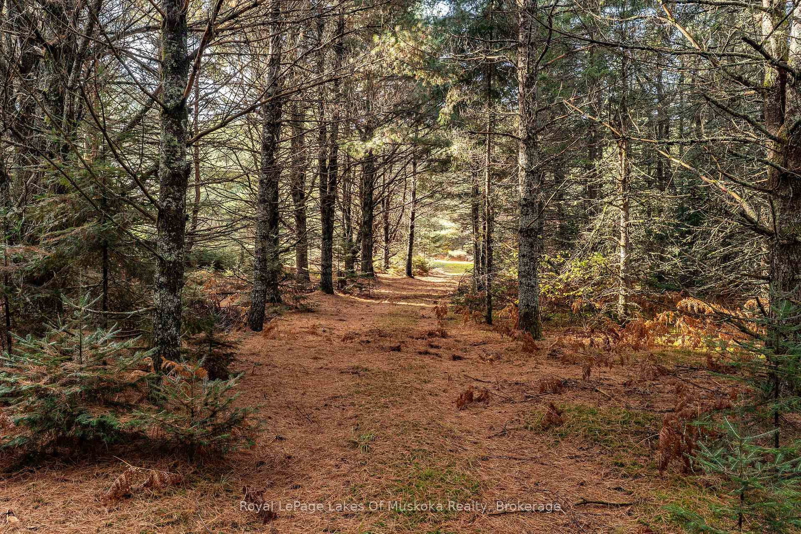 267 & 321 Cardwell Lake Road • Huntsville, ON photo 12