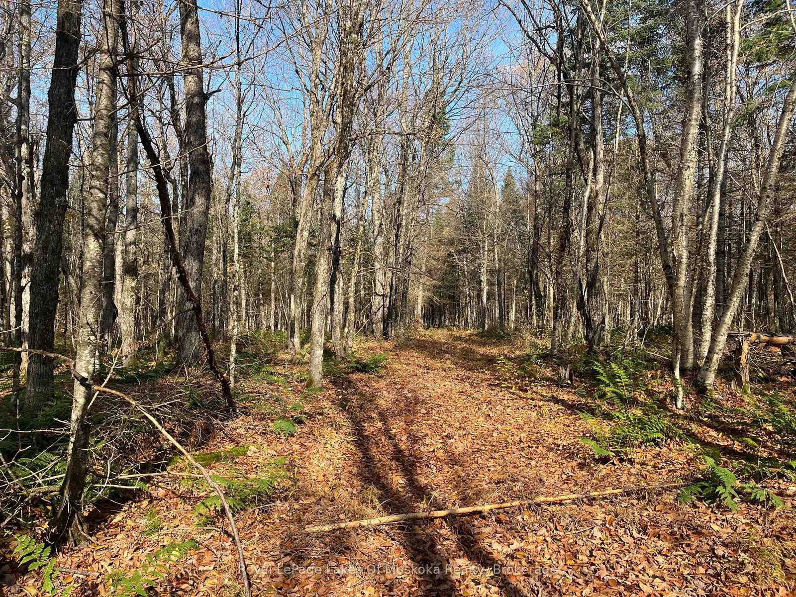 267 & 321 Cardwell Lake Road • Huntsville, ON photo 17