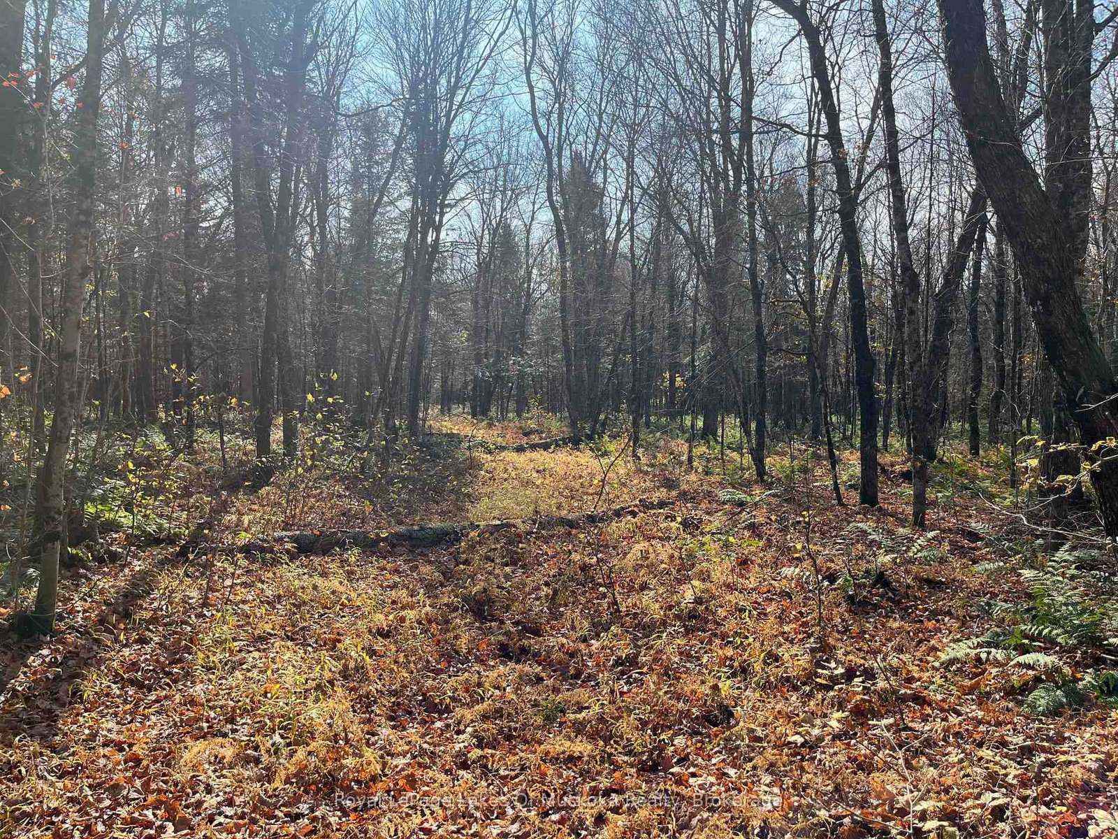 267 & 321 Cardwell Lake Road • Huntsville, ON photo 19