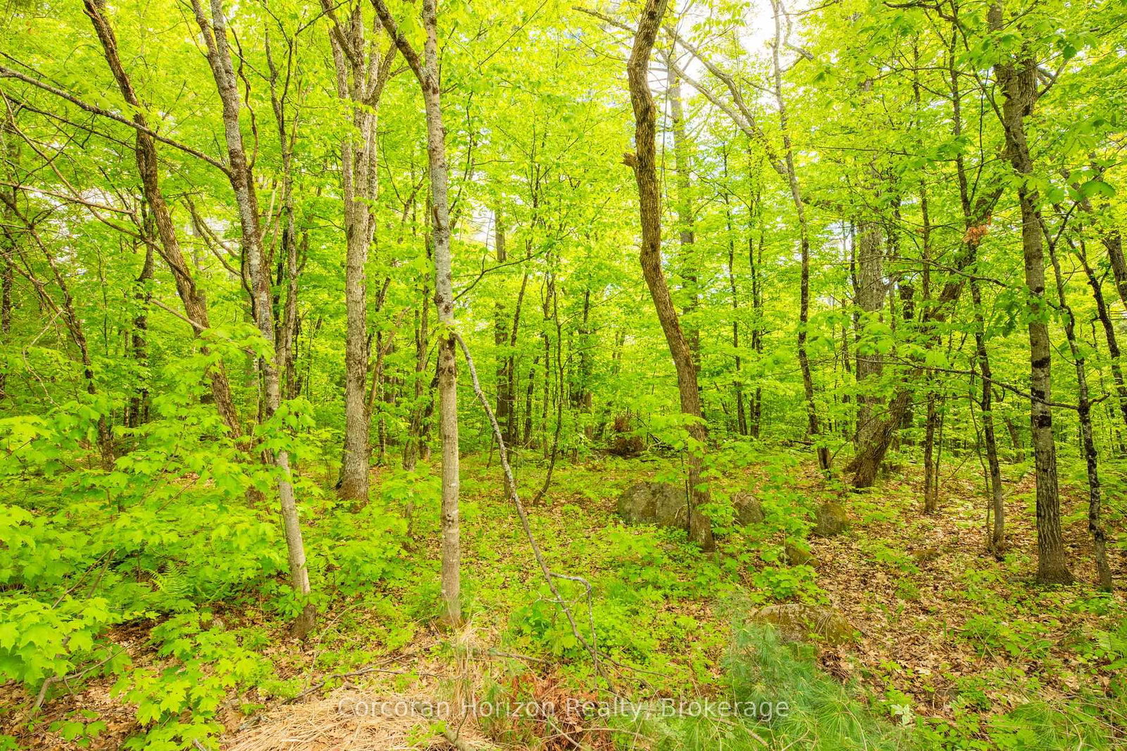1020 Ridge Road • Muskoka Lakes, ON photo 30