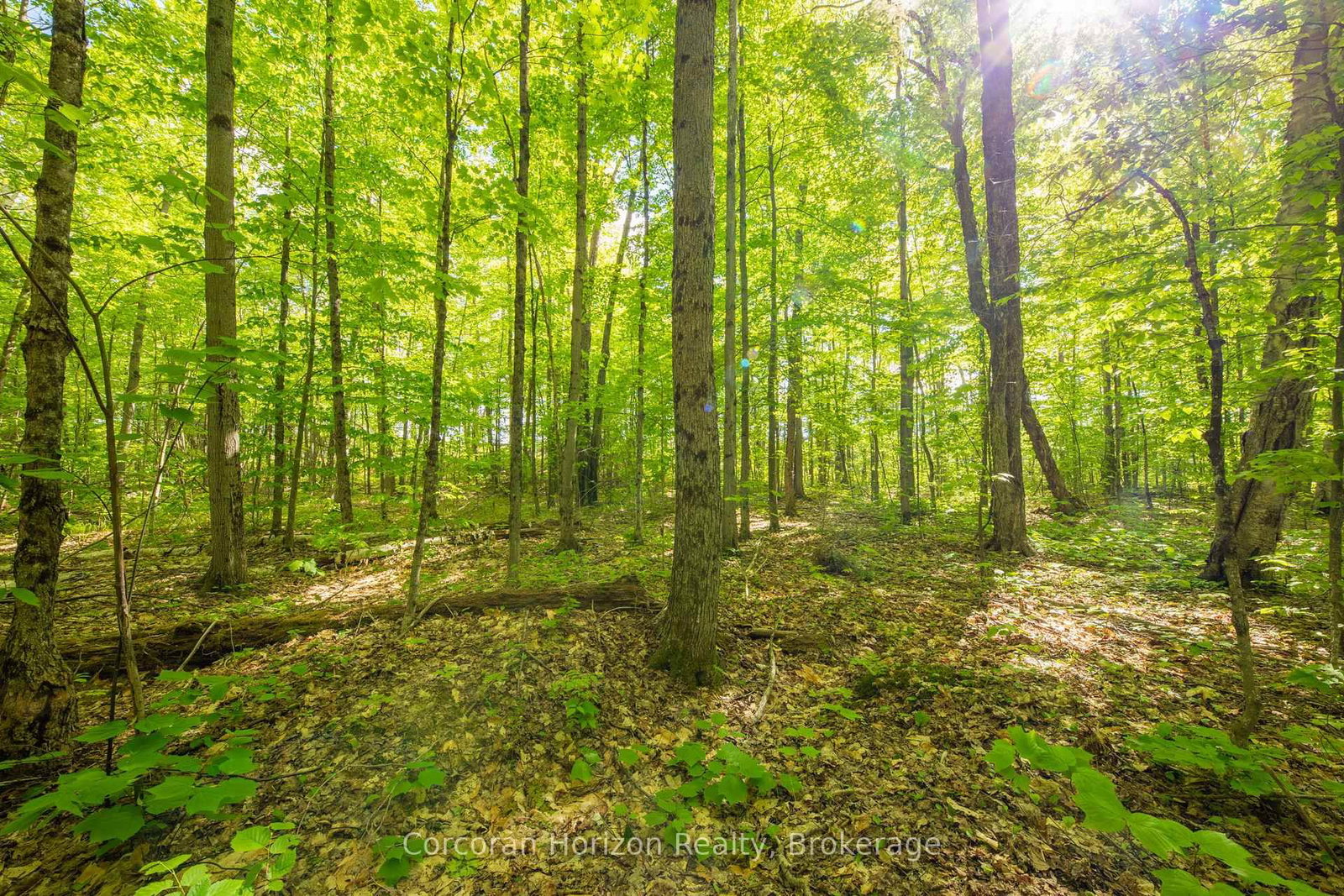 1020 Ridge Road • Muskoka Lakes, ON photo 36