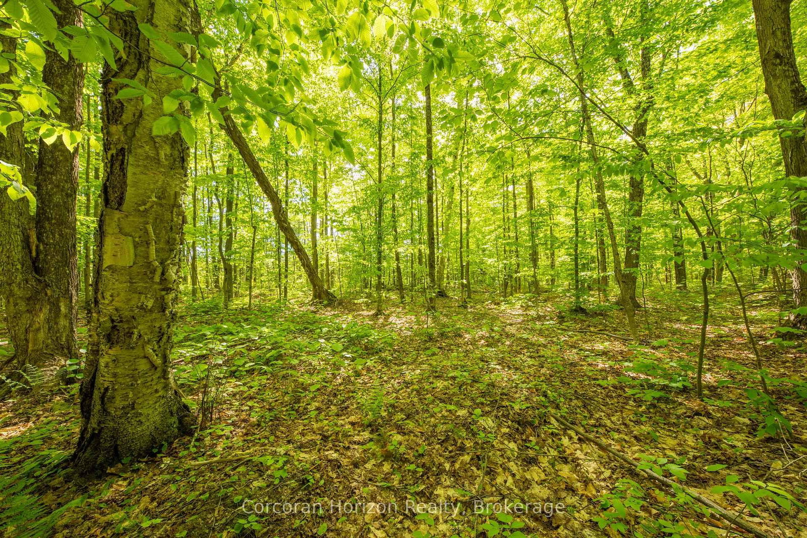 1020 Ridge Road • Muskoka Lakes, ON photo 38
