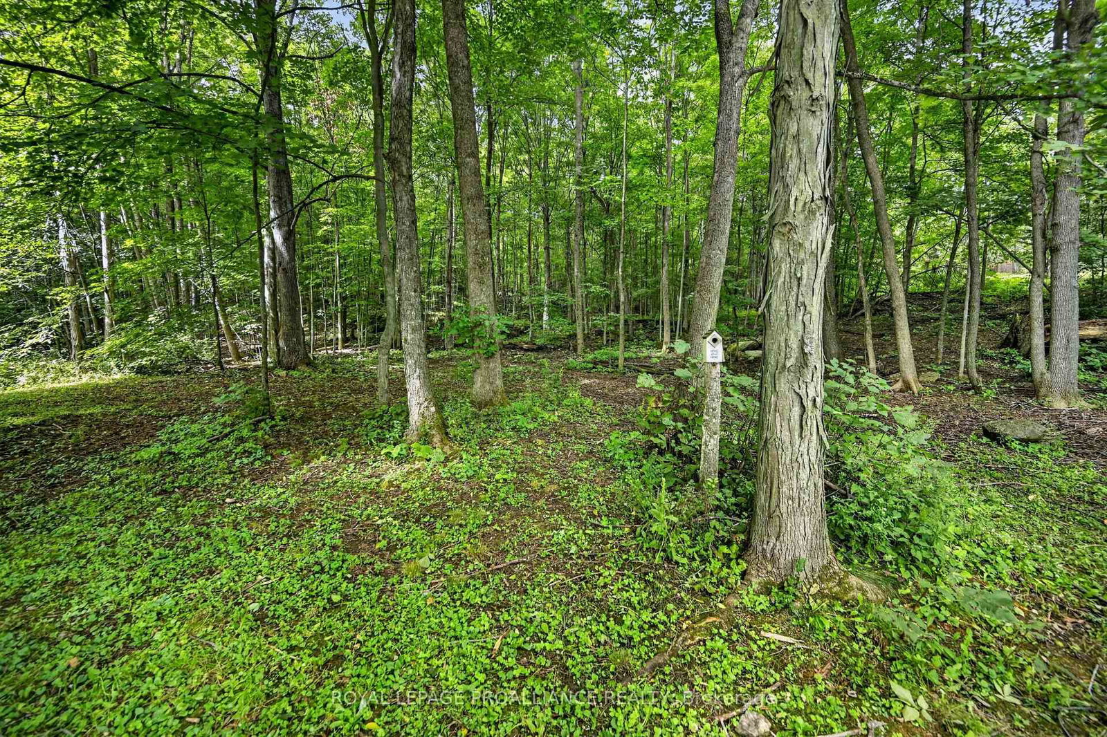 100 Coons Road • Rideau Lakes, ON photo 36