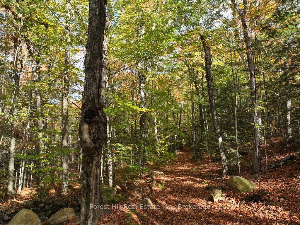 4488 Kawagama Lake Road • Algonquin Highlands, ON photo 34