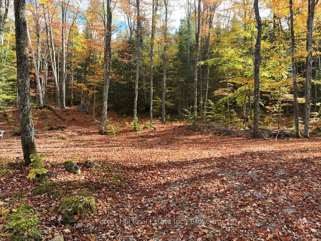 4488 Kawagama Lake Road • Algonquin Highlands, ON photo 37