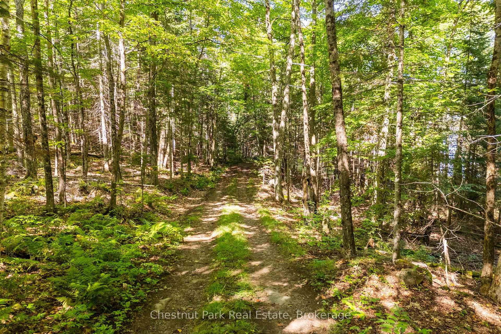 4339 Muskoka Road 117 Road • Lake of Bays, ON photo 14