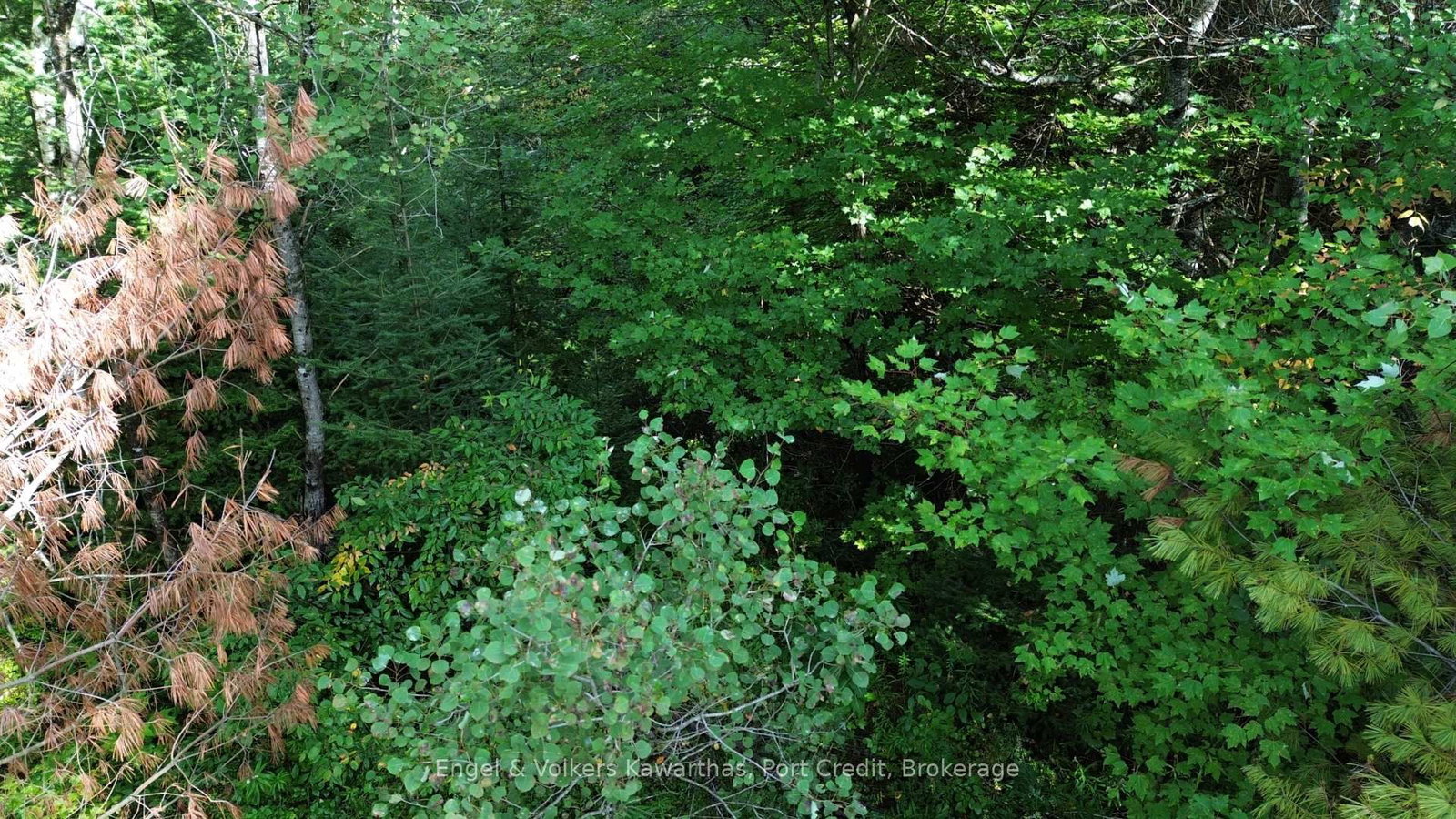 Lot A Trotter Rd Road • North Kawartha, ON photo 8