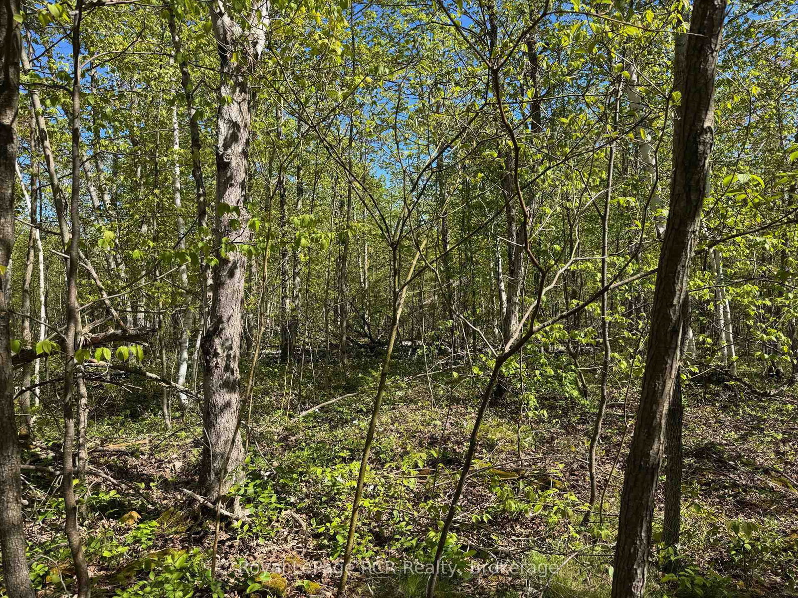 2248 Bruce Rd 9 Road • Northern Bruce Peninsula, ON photo 20