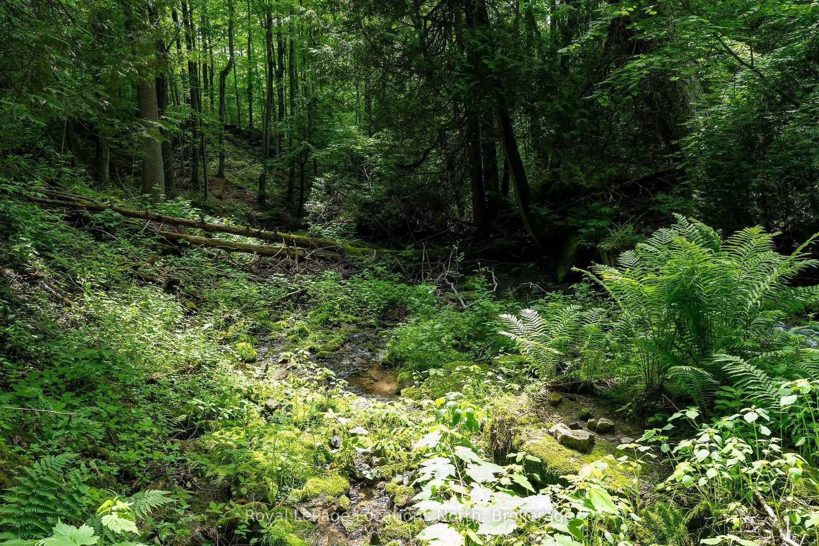 555796 6th Line • Blue Mountains, ON photo 14