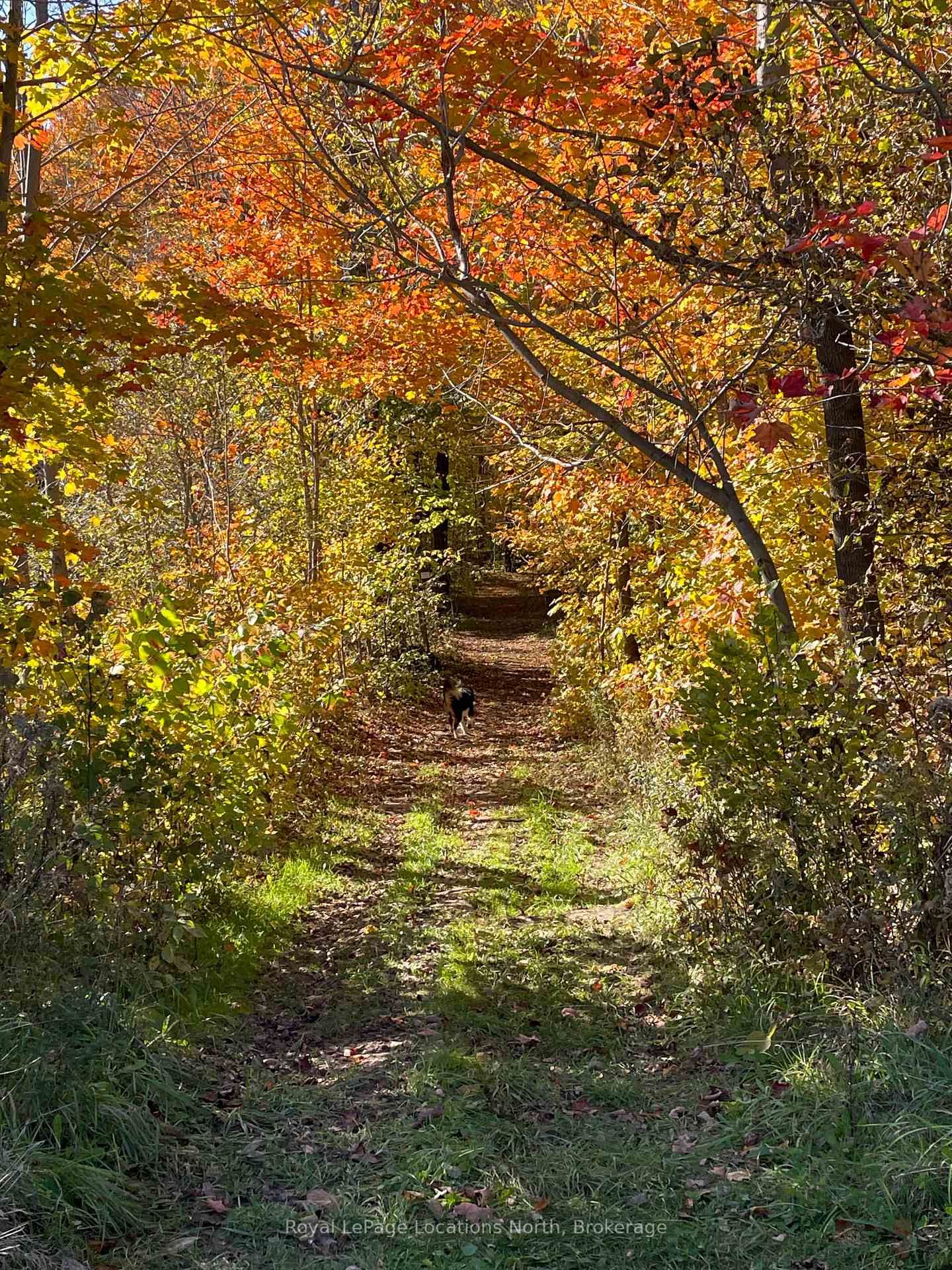 555796 6th Line • Blue Mountains, ON photo 17