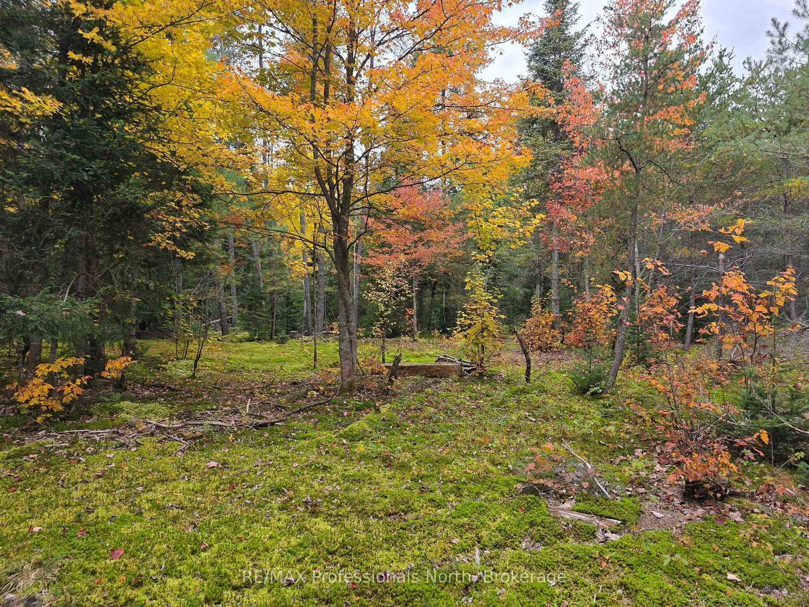 124 Cardwell Lake Road photo 6