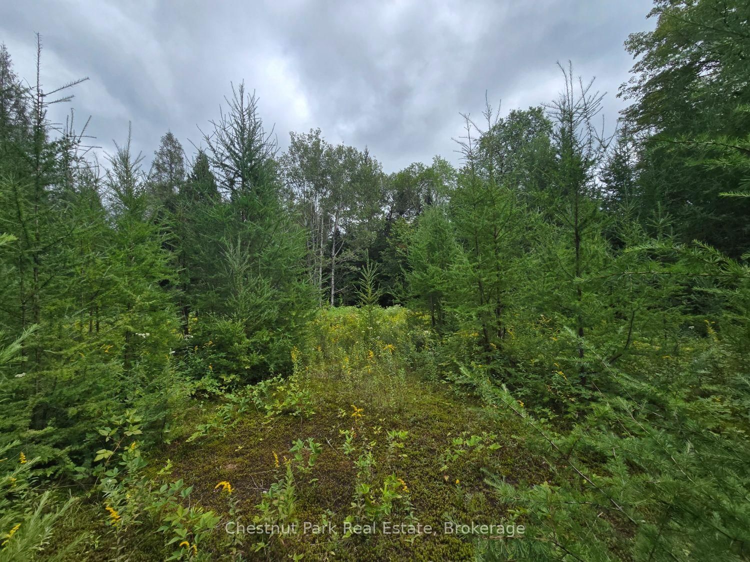 00 Old Track Road • Perry, ON photo 6
