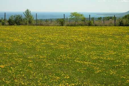 125 Mountain Rd, Meaford, Jk09Bd | Image 2