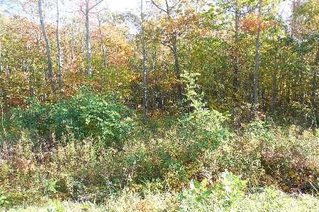 379 Rope Blvd, Tay, L0K2C0 | Image 2