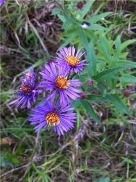 00 Tenth Line, Erin, N0B1T0 | Image 2