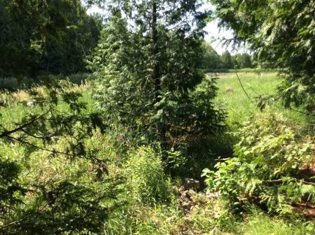 517403 County Rd 124 Rd, Melancthon, L9V 1T9 | Image 3