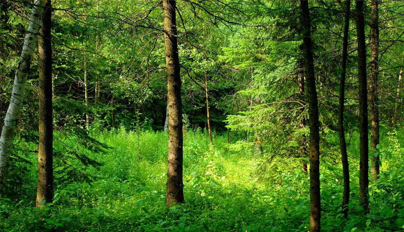 Lot 31 9 County Rd, Melancthon, N0C 1B0 | Image 3