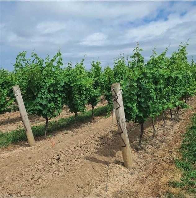 1074 Niagara Stone Rd, Niagara-on-the-Lake, L0S 1J0 | Image 2