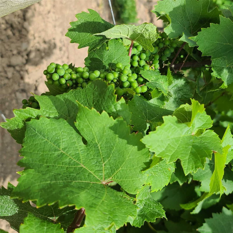 1074 Niagara Stone Rd, Niagara-on-the-Lake, L0S 1J0 | Image 3