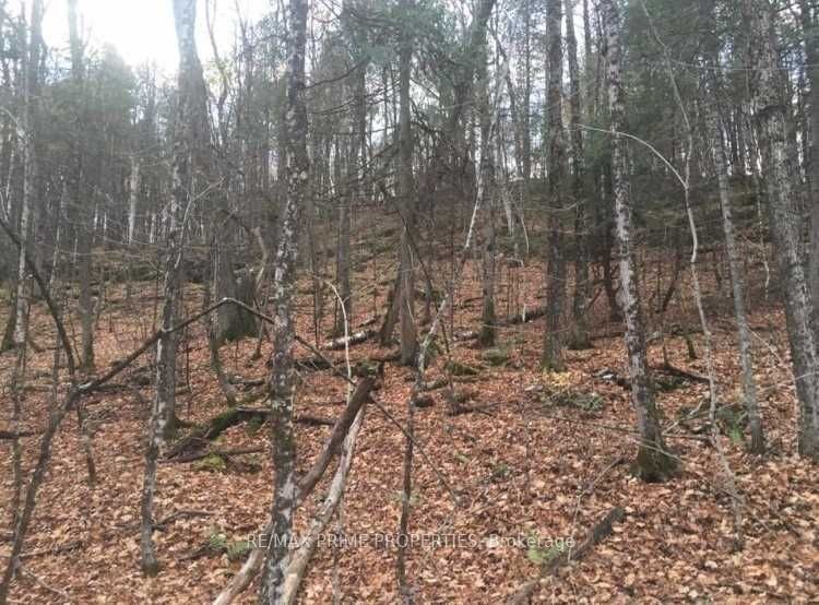 0 Burnt River Rd, Kawartha Lakes, K0M 1C0 | Image 3
