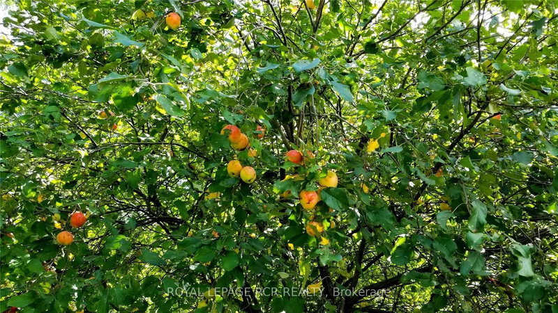 Lot 31 9 County Rd, Melancthon, N0C 1B0 | Image 3