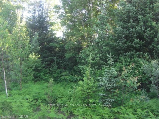 0 Highway 118, Highlands East, K0L 1C0 | Image 3