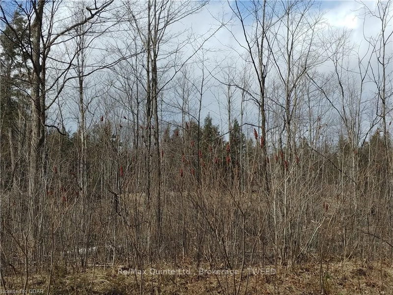 0 Quin Mo Lac Rd, Tweed, K0K 3J0 | Image 2