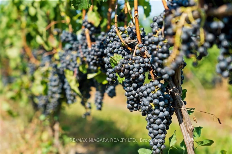 310 Eastchester Ave, Niagara-on-the-Lake, L0S 1J0 | Image 2