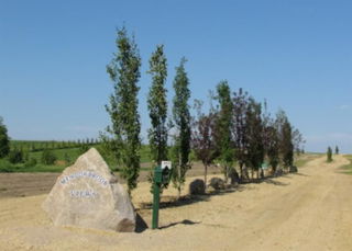 Lot 12 -