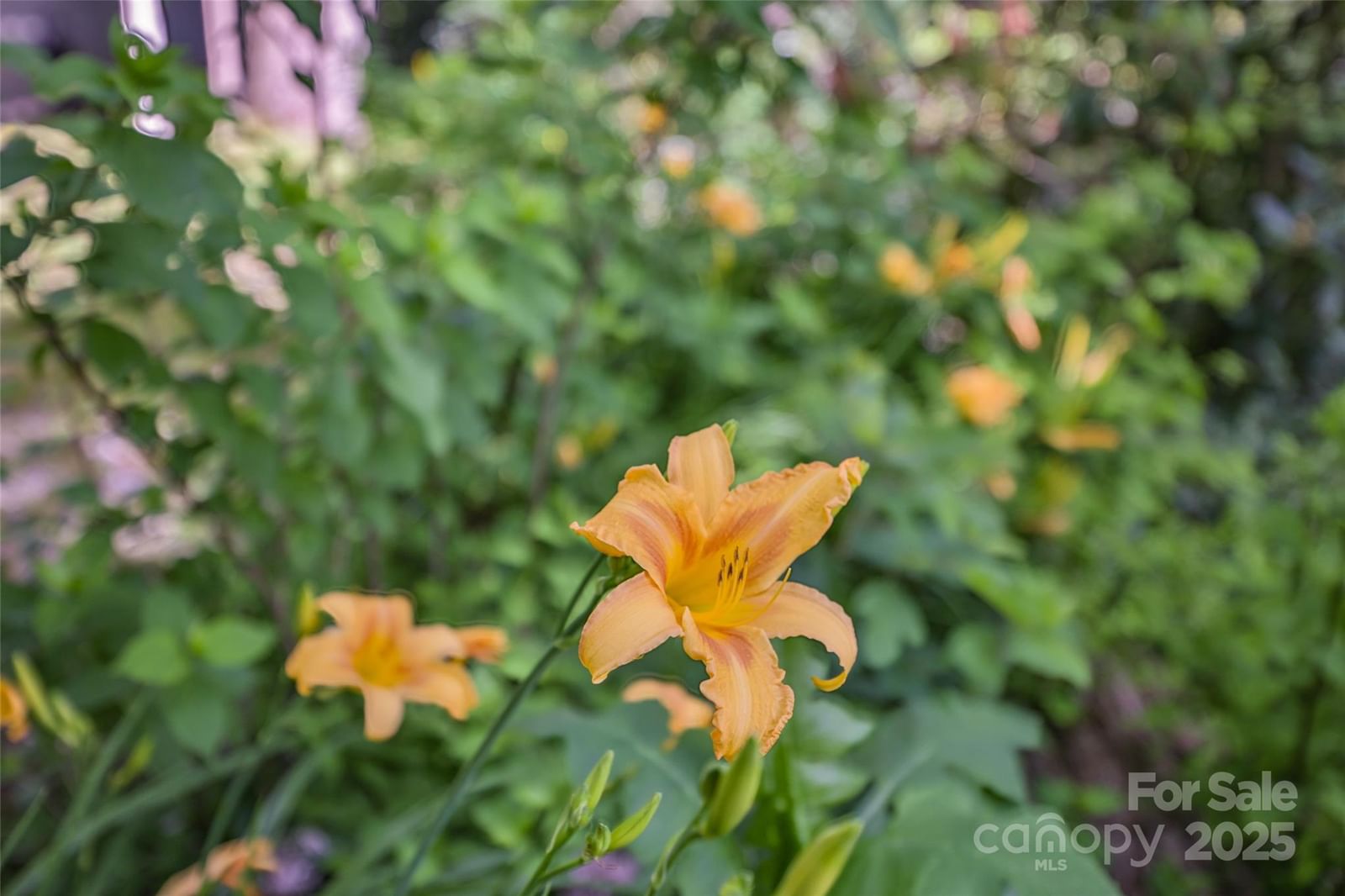 56 Faraway Drive, Cullowhee, NC 28723 - Photo 2