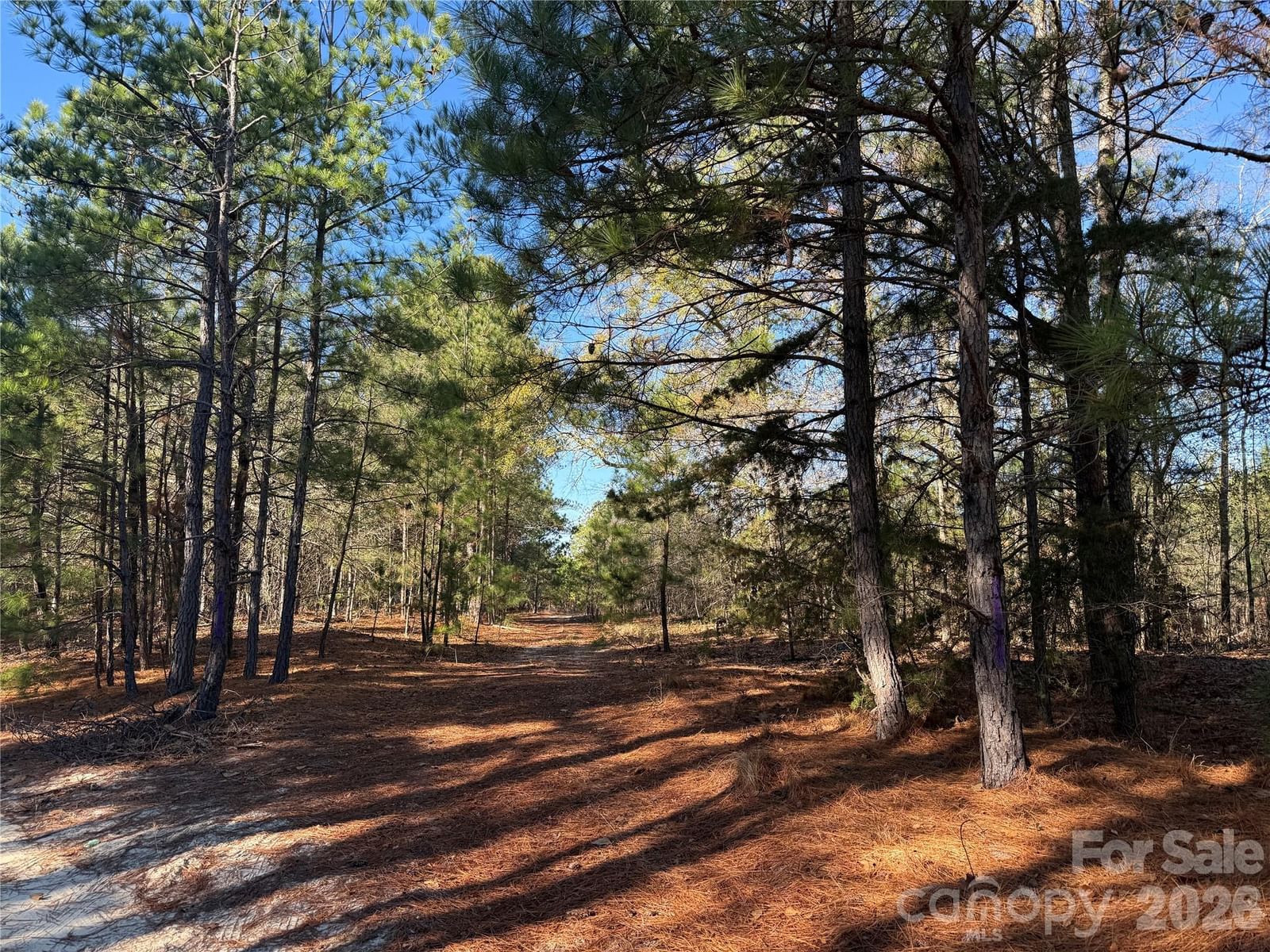 164 Haines Road, Jackson Springs, NC 27281 - Photo 3