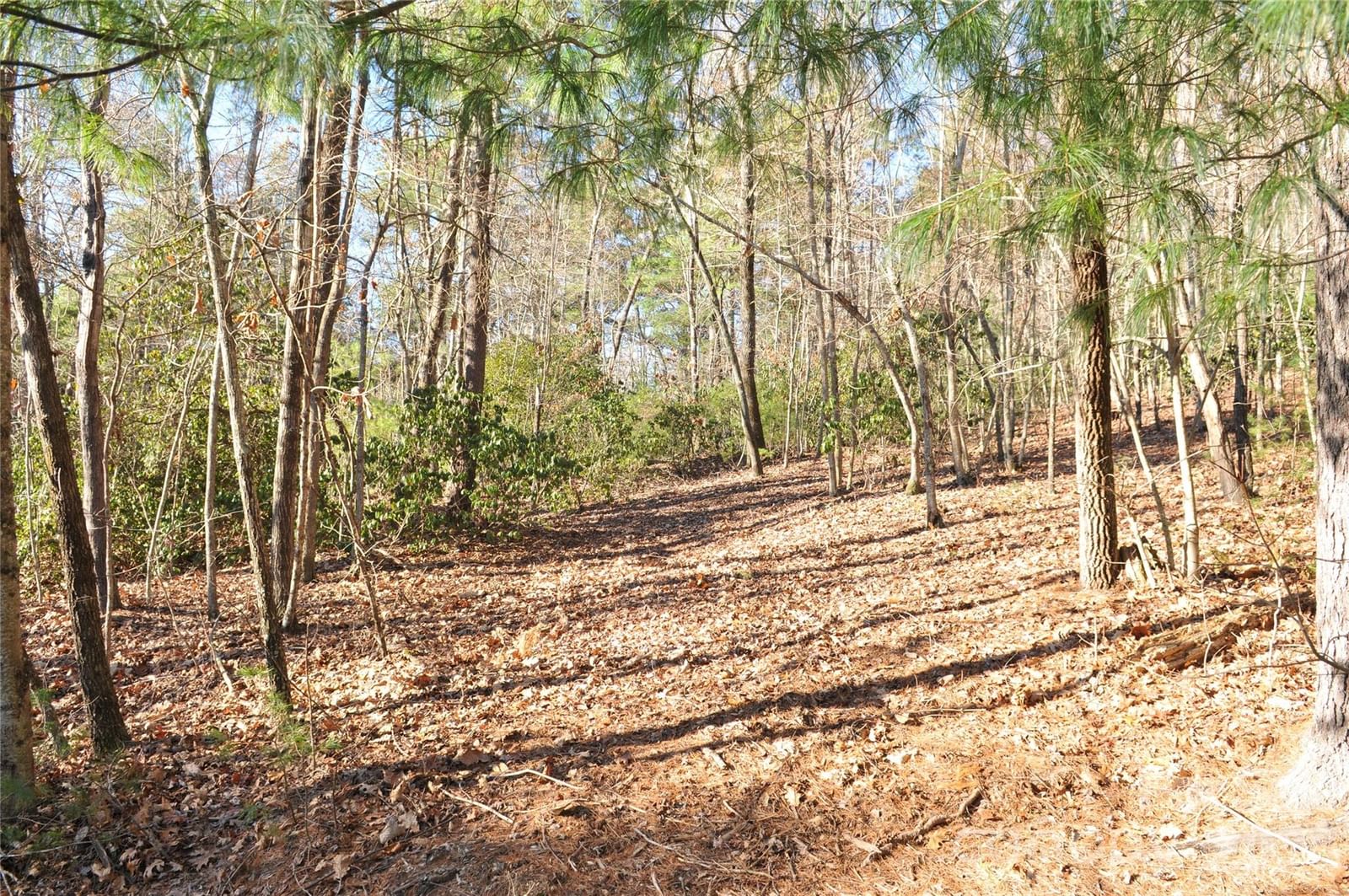 000 Didrikson Way #244, Hendersonville, NC 28739 - Photo 4