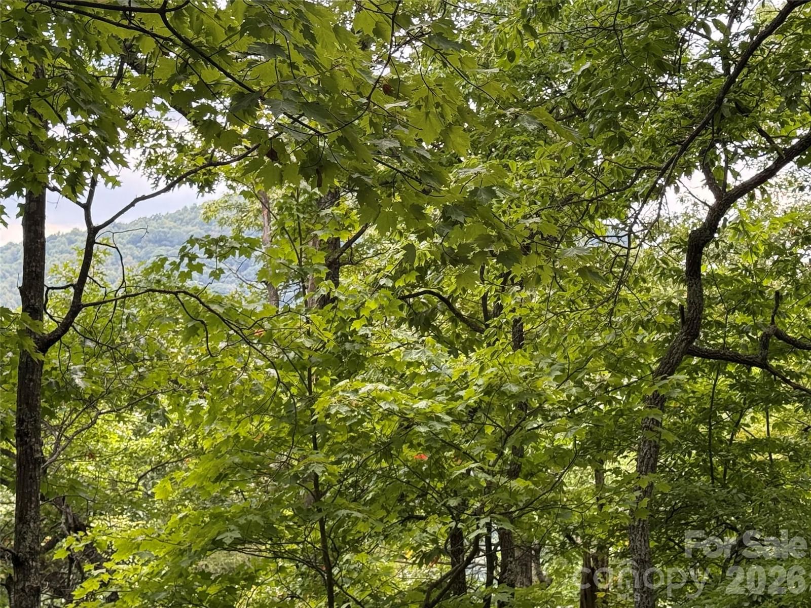3315 Preserve Road #120, Sylva, NC 28779
