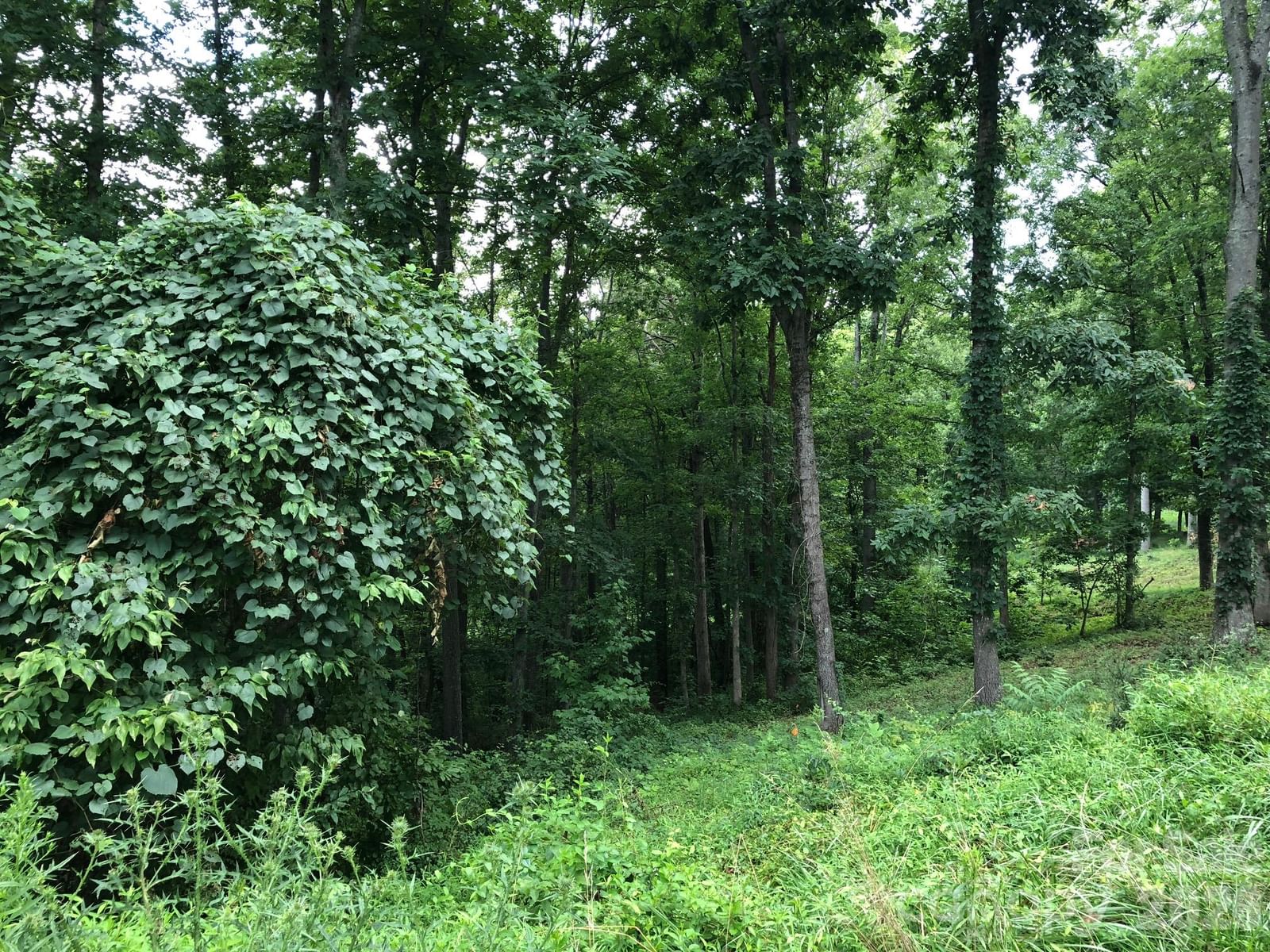 45 Sweet Fern Parkway #43, Asheville, NC 28804 - Photo 2