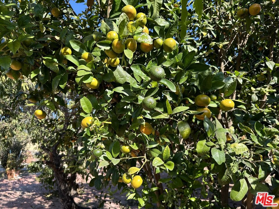 Mayne photo 31