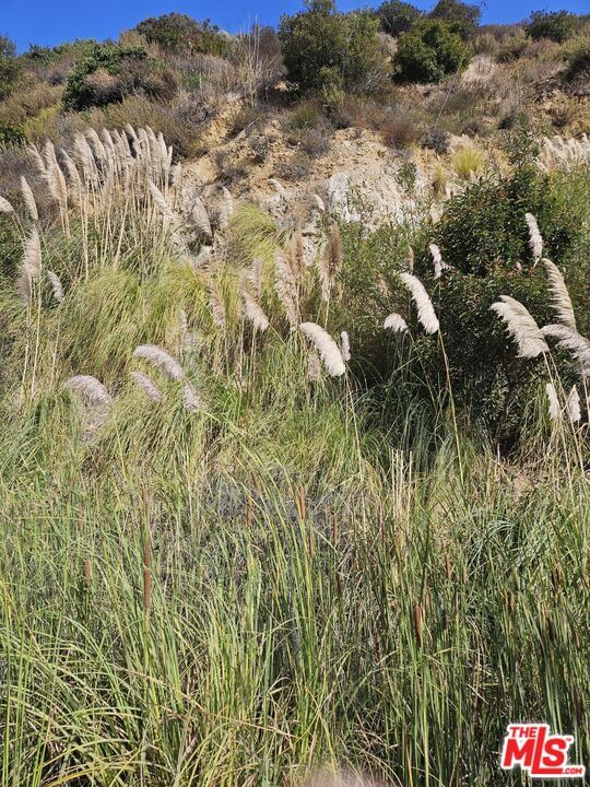 Topanga Canyon photo 4